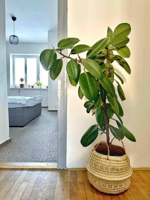 Bright And Central Suite With A Balcony Brno Luaran gambar